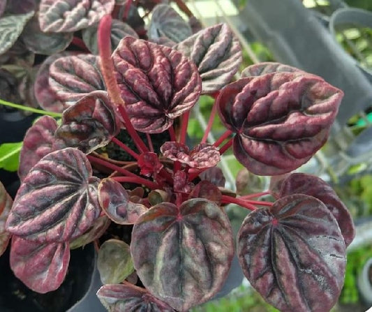 Peperomia Red Schumi