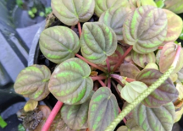 Peperomia Peppermill