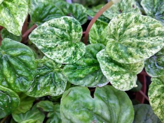 Peperomia Freckles