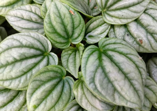 Peperomia Frost