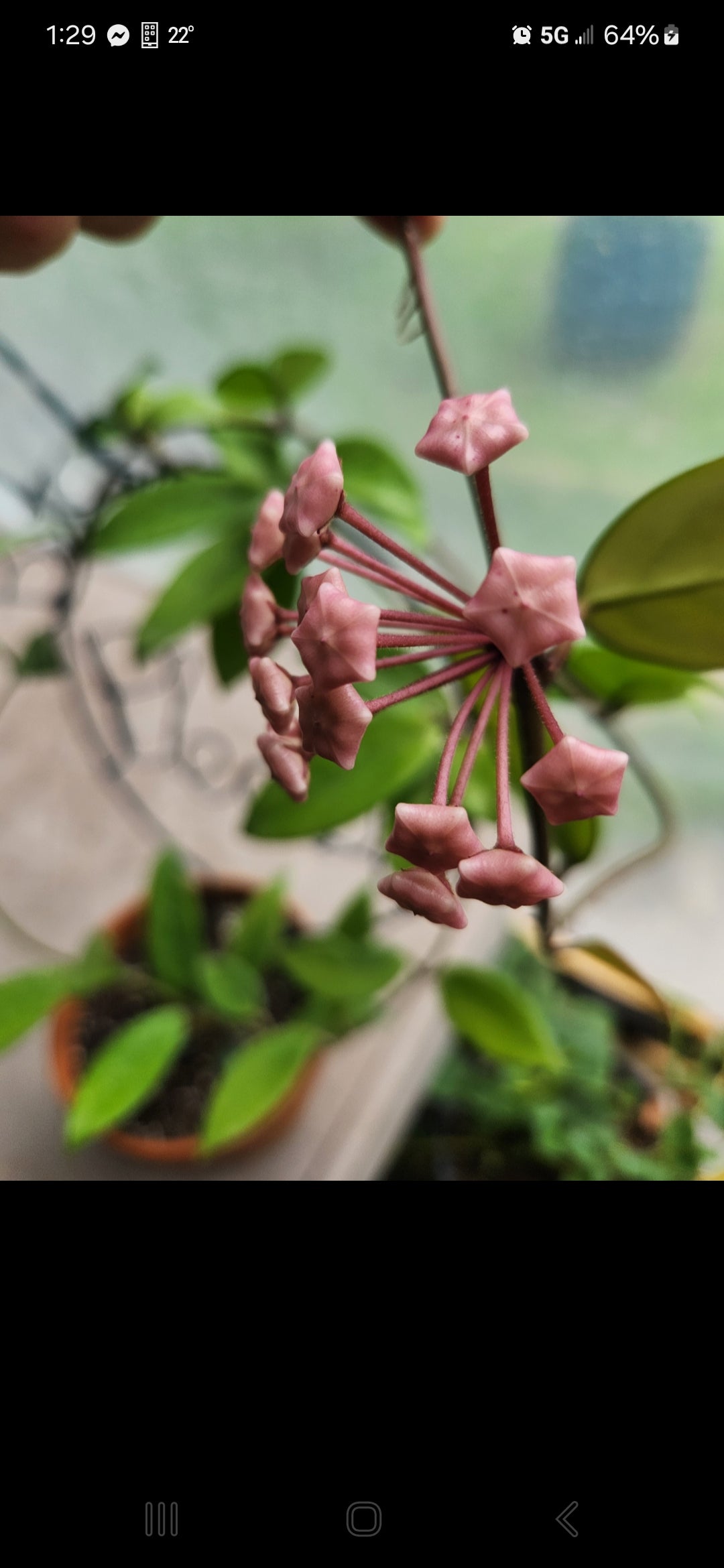 Hoya Wilbur Graves Thai Propagation Kit