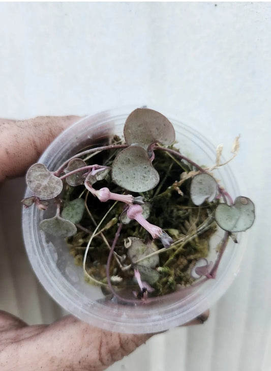 "Silver Glory" String of Hearts Propagation Kit