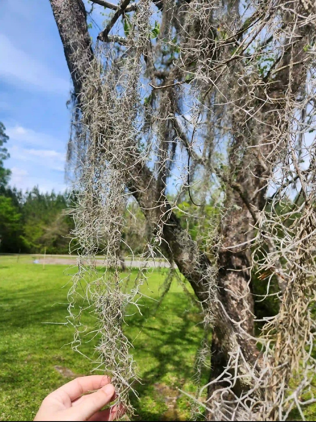 old man's beard succulent Spanish Moss (Old Man's Beard) Quart