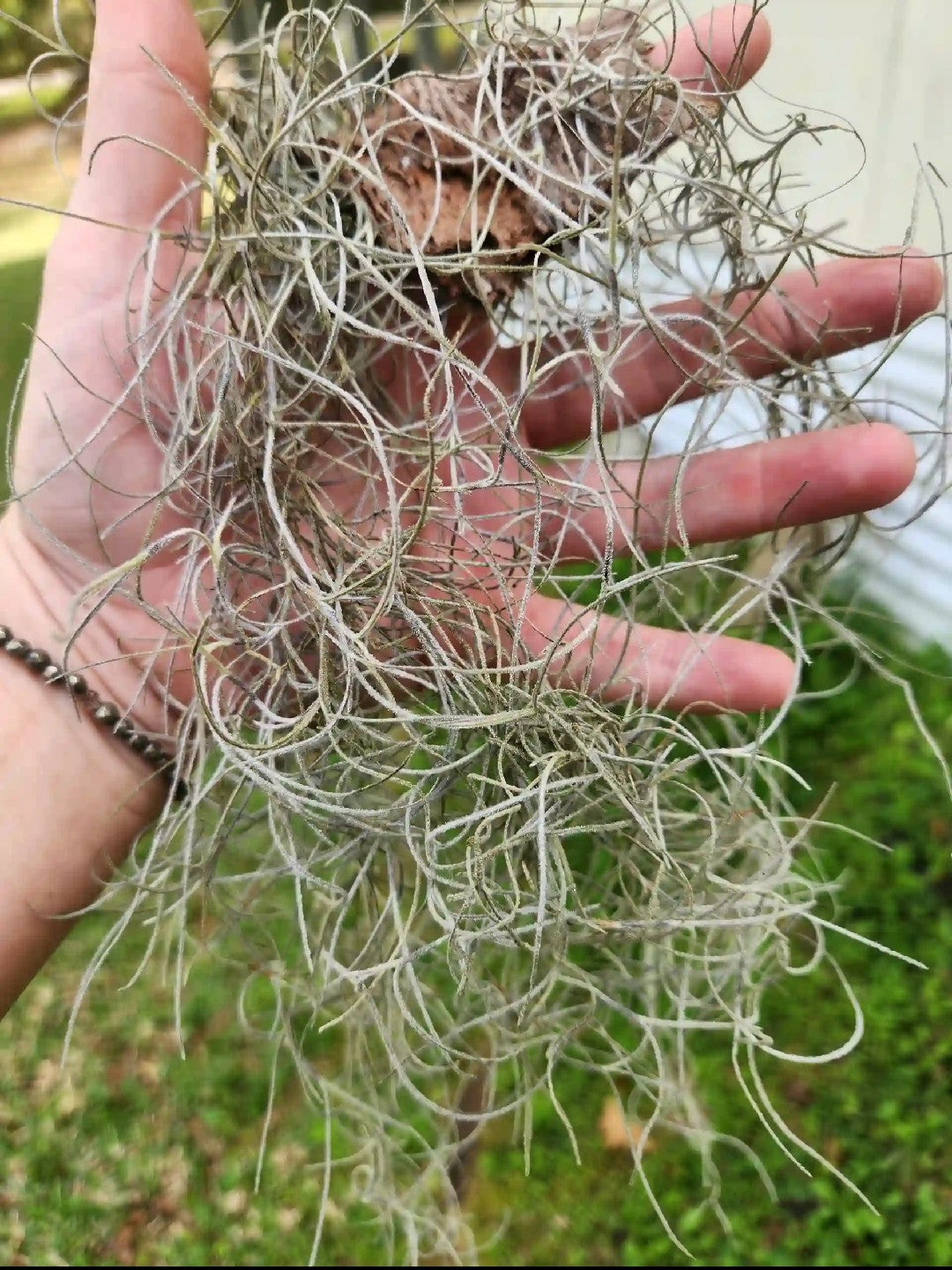 old man's beard air plant Spanish Moss (Old Man's Beard) Quart