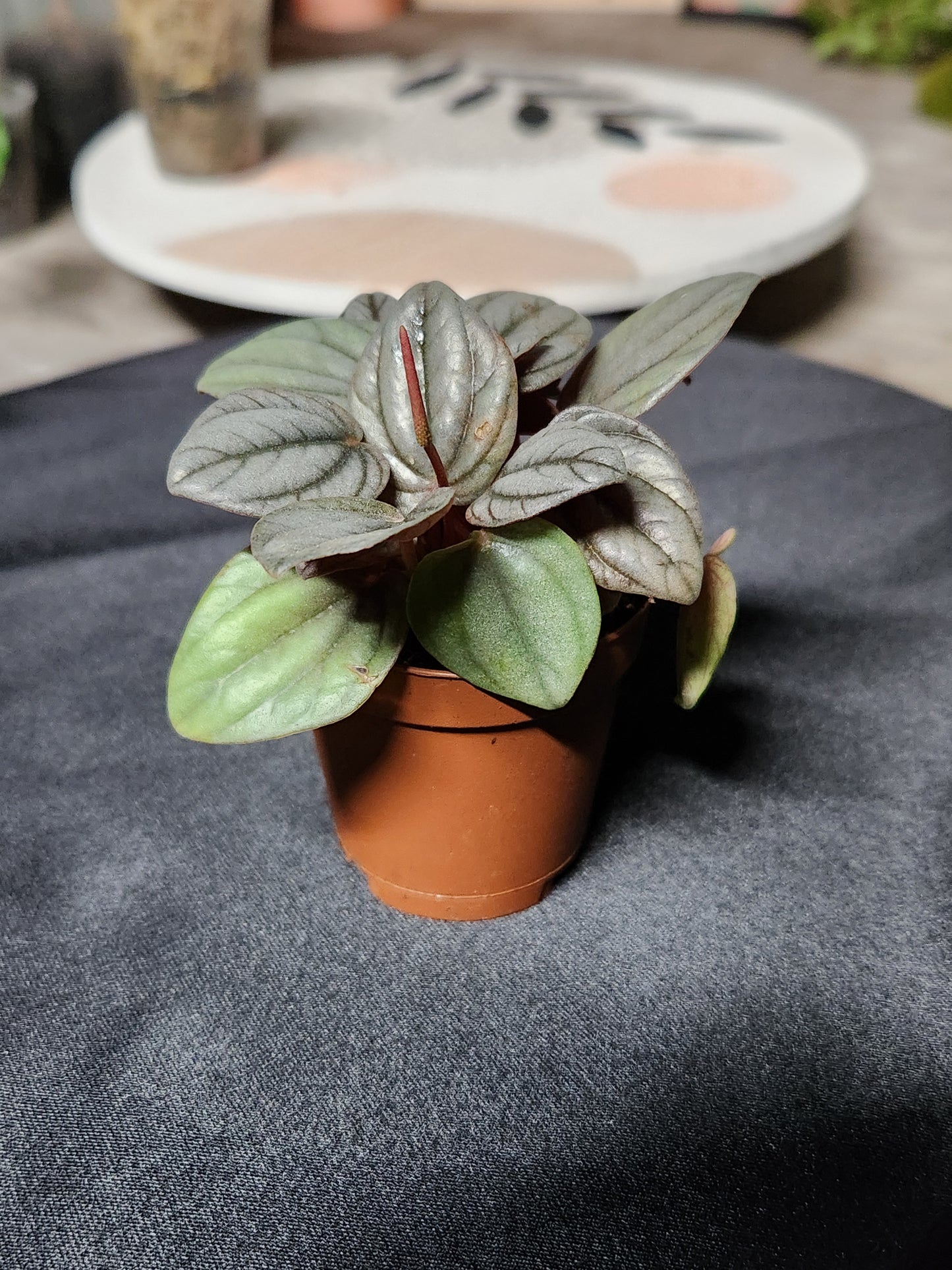 Peperomia Milano