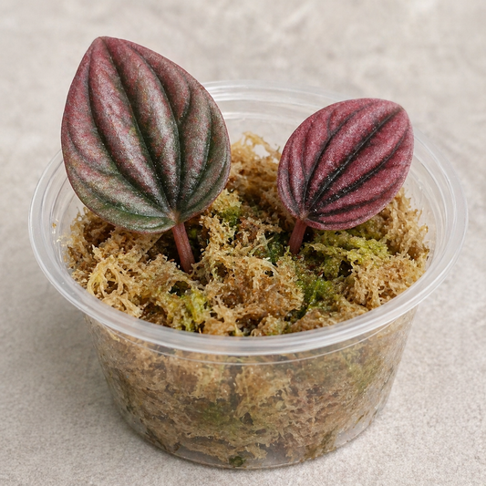 Peperomia Caperata "Cayenne" Propagation Kit
