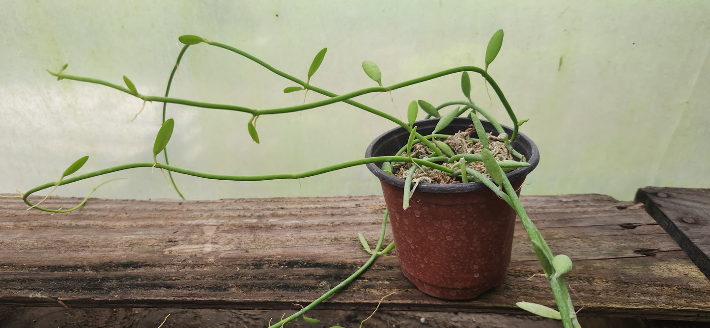 Dischidia Bengalensis
