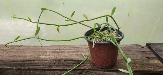 Dischidia Bengalensis