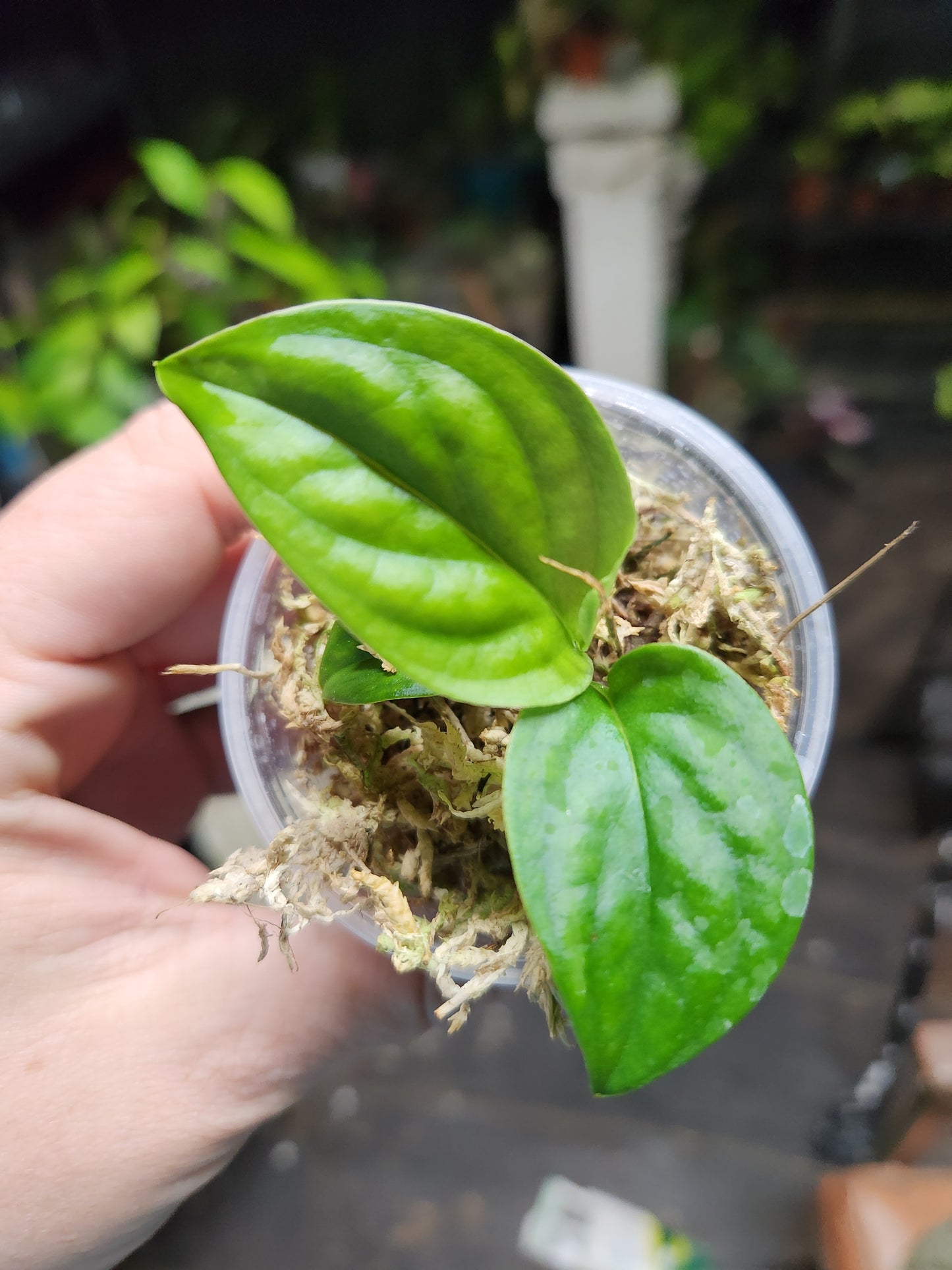 Monstera Velvet Peru