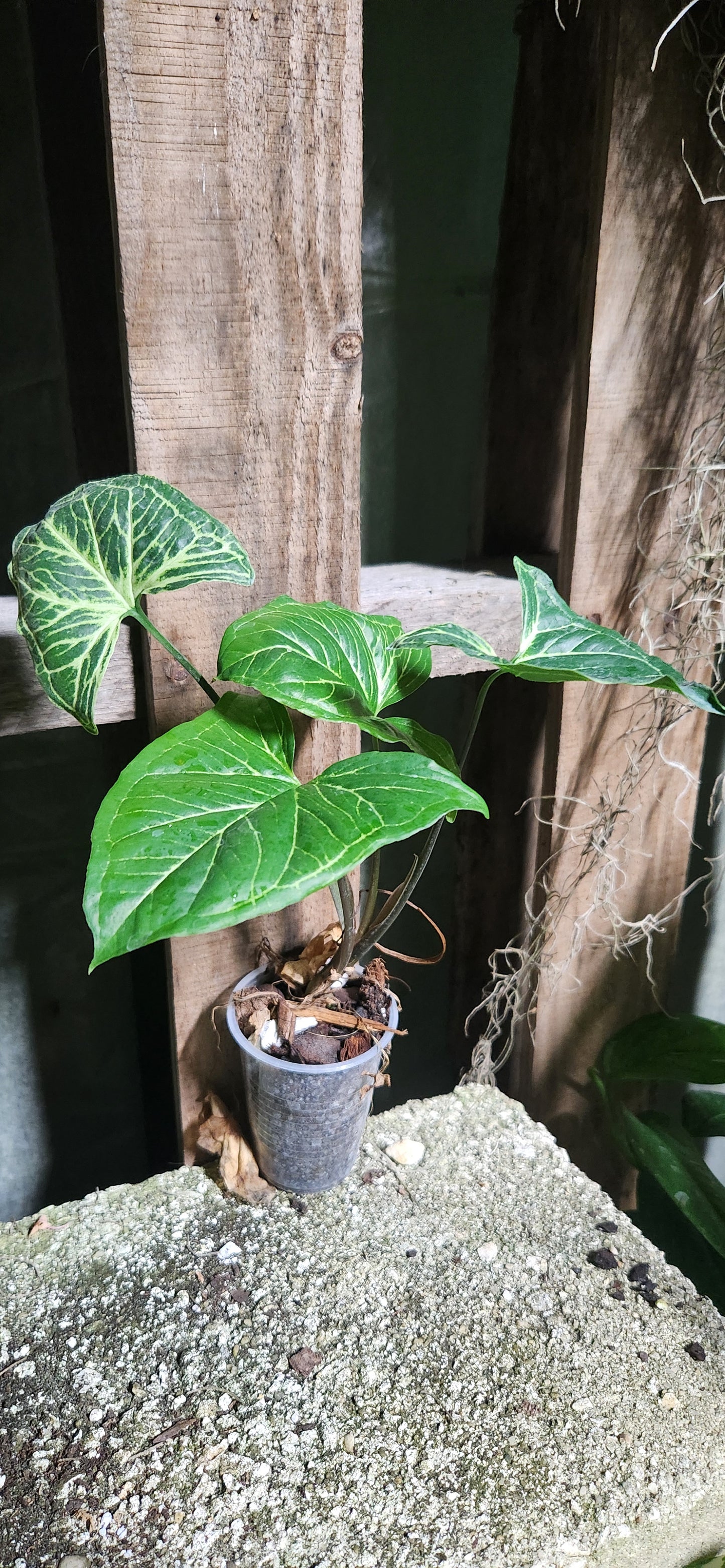 Syngonium Batik
