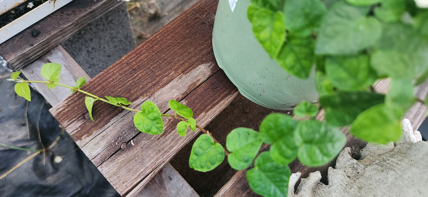 Creeping Fig Propagation Kit