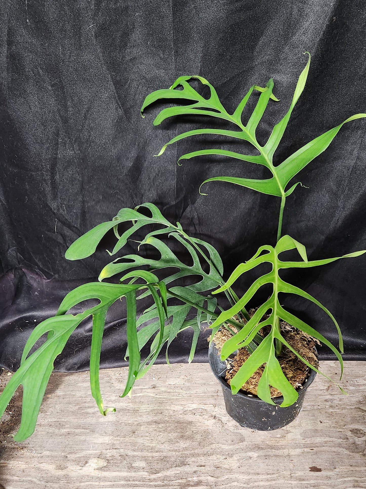 Monstera Croatii