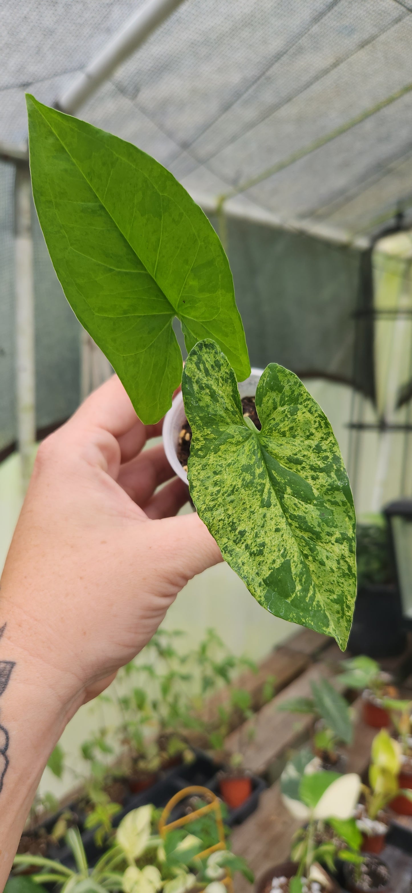 Syngonium Mojito