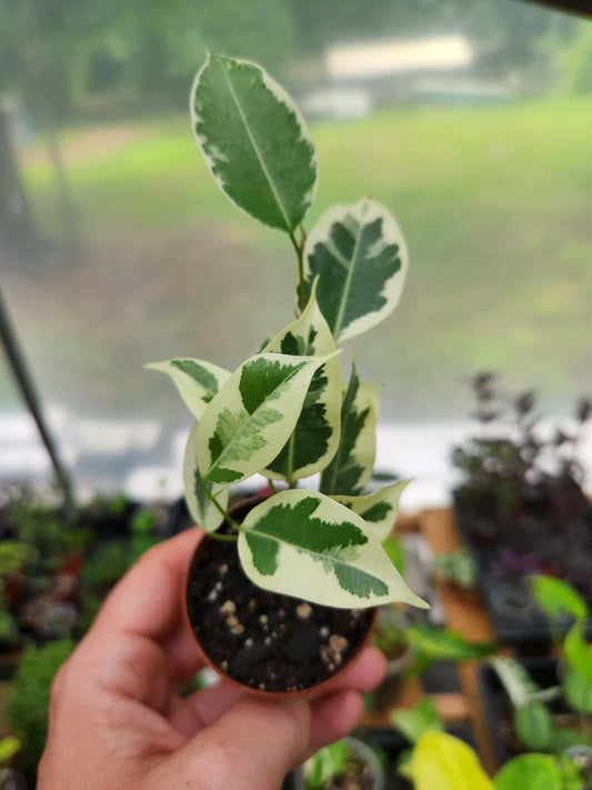 Variegated Ficus Benjamina