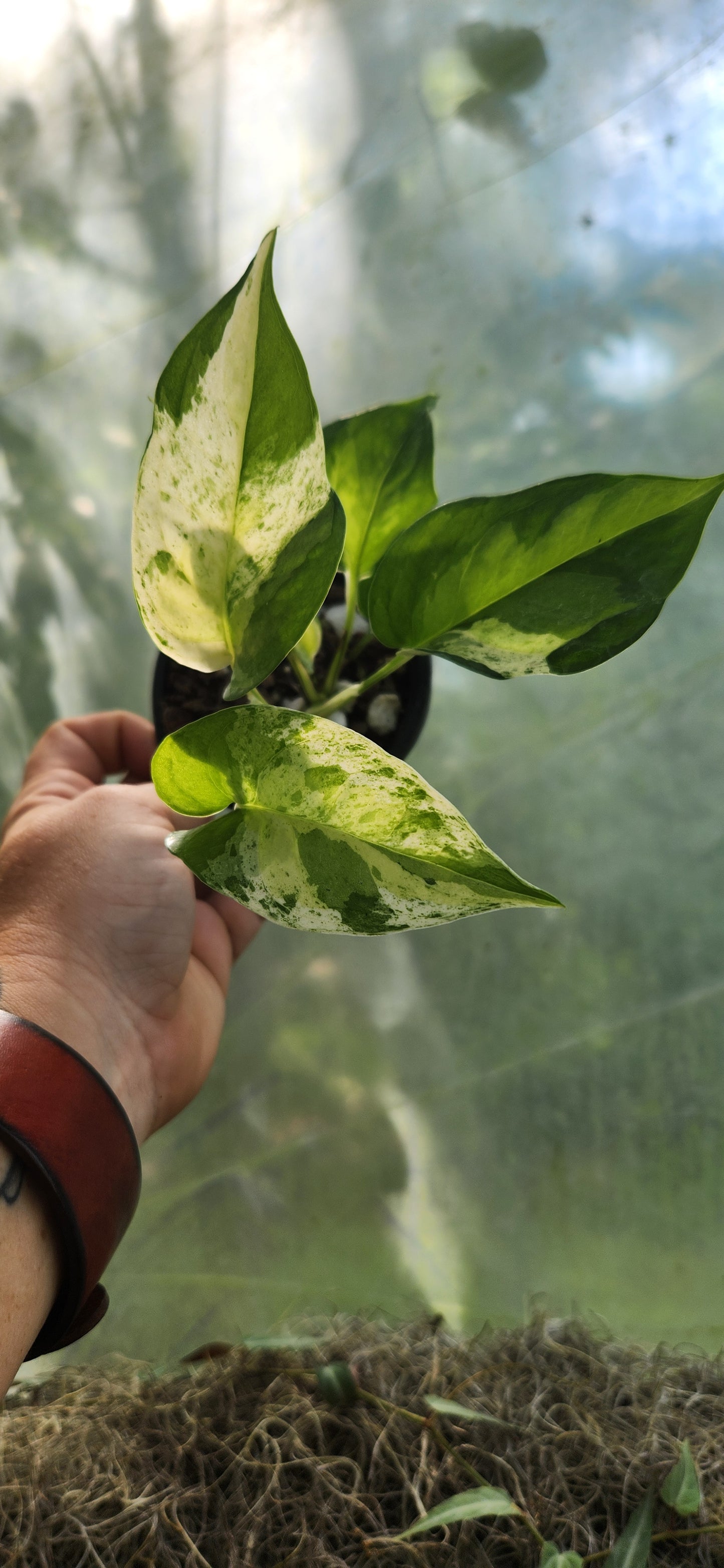 Teruno Japanese Global Pothos