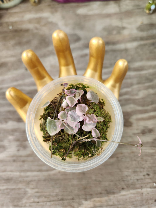 Variegated String of Hearts Propagation Kit