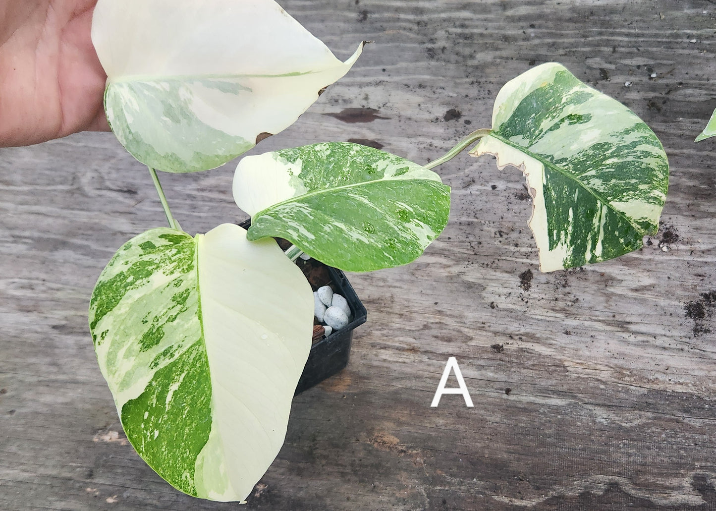 Monstera Albo