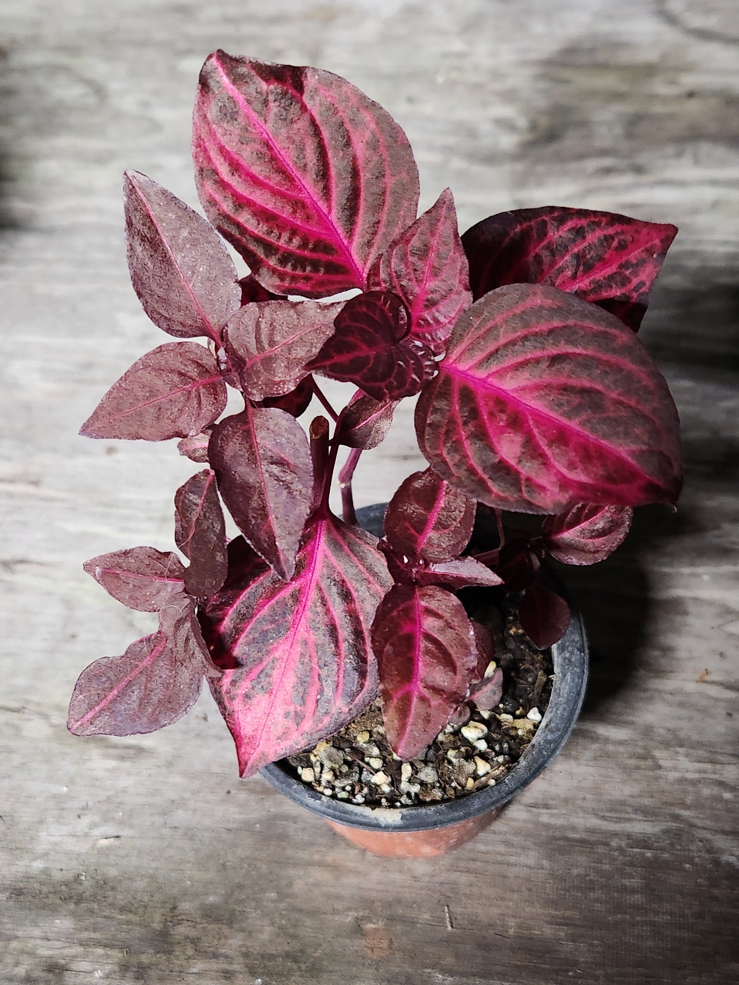 Iresine herbstii 'Bloodleaf'