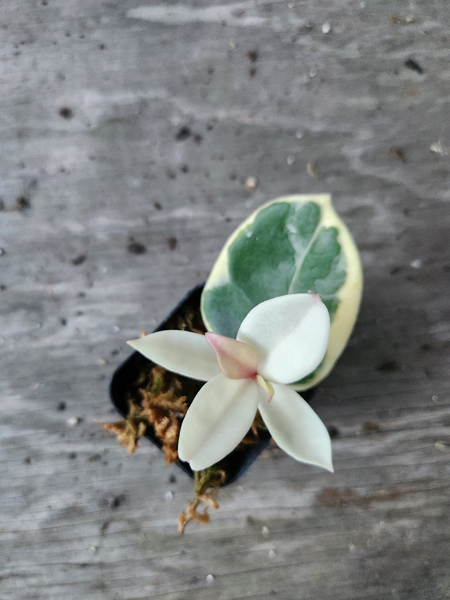 Hoya Krimson Queen