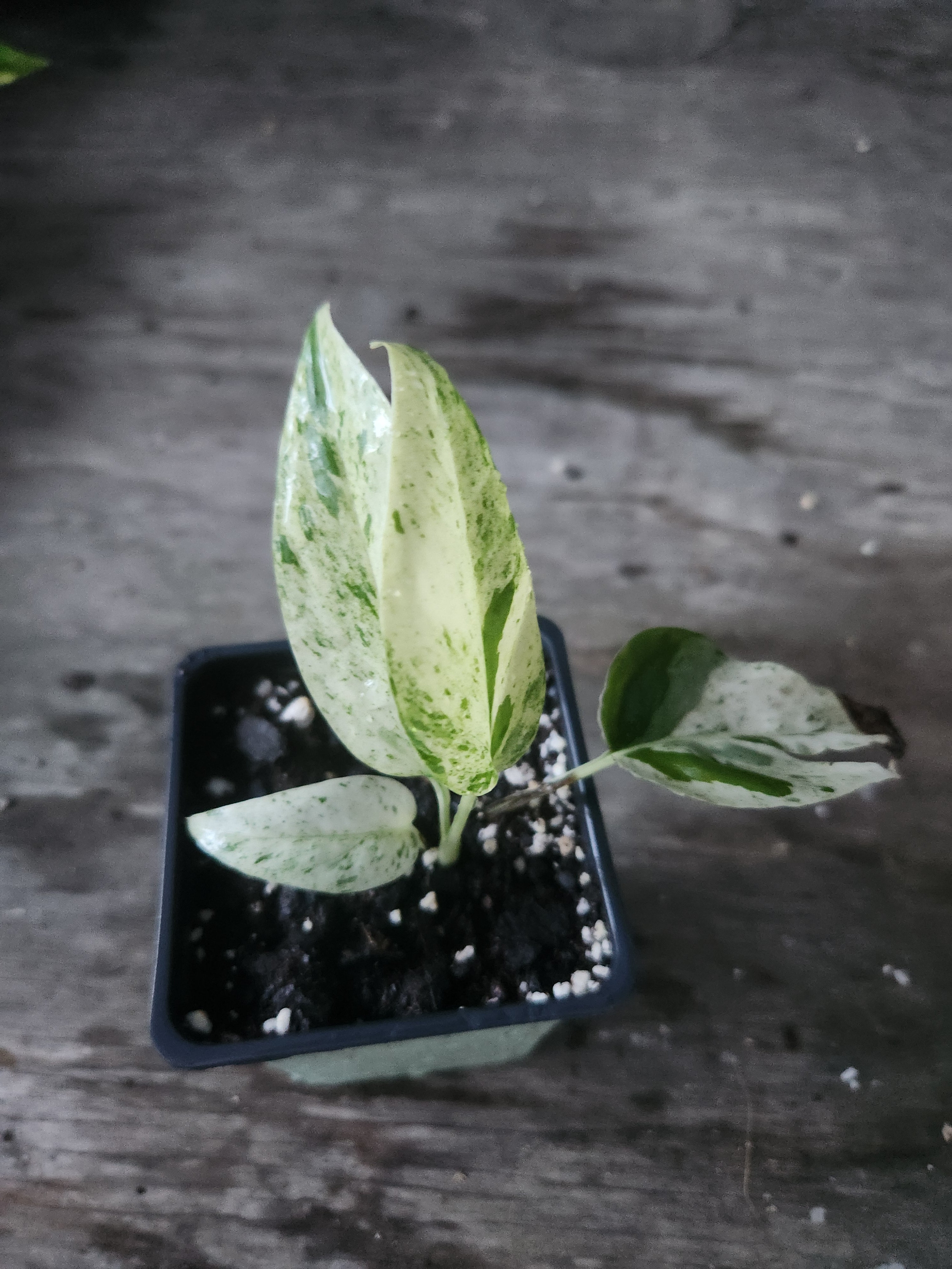 USA SELLER: Epipremnum Pinnatum fashion Marble plant (#EP12)