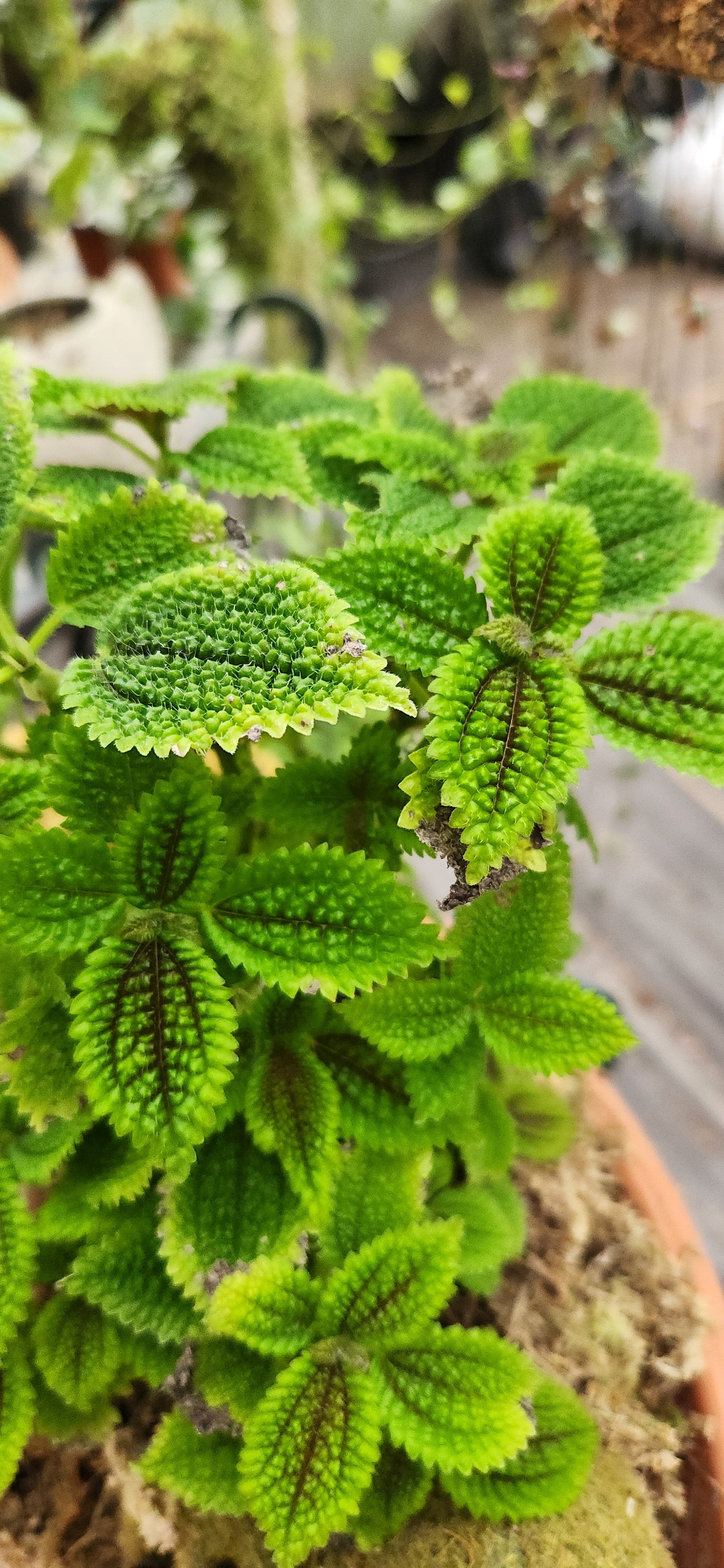 Pilea Moon Valley Propagation Kit