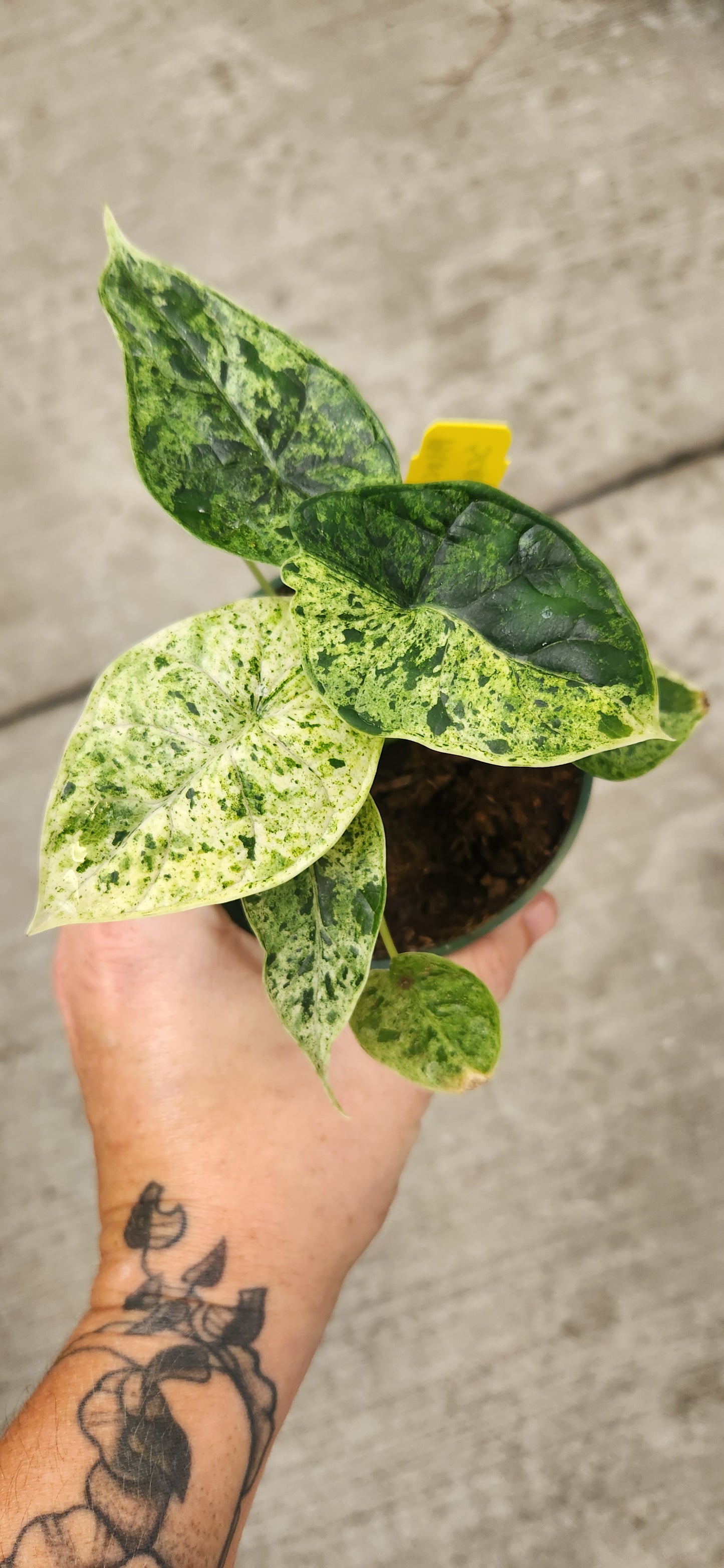 Variegated Dragonscale Mint Alocasia