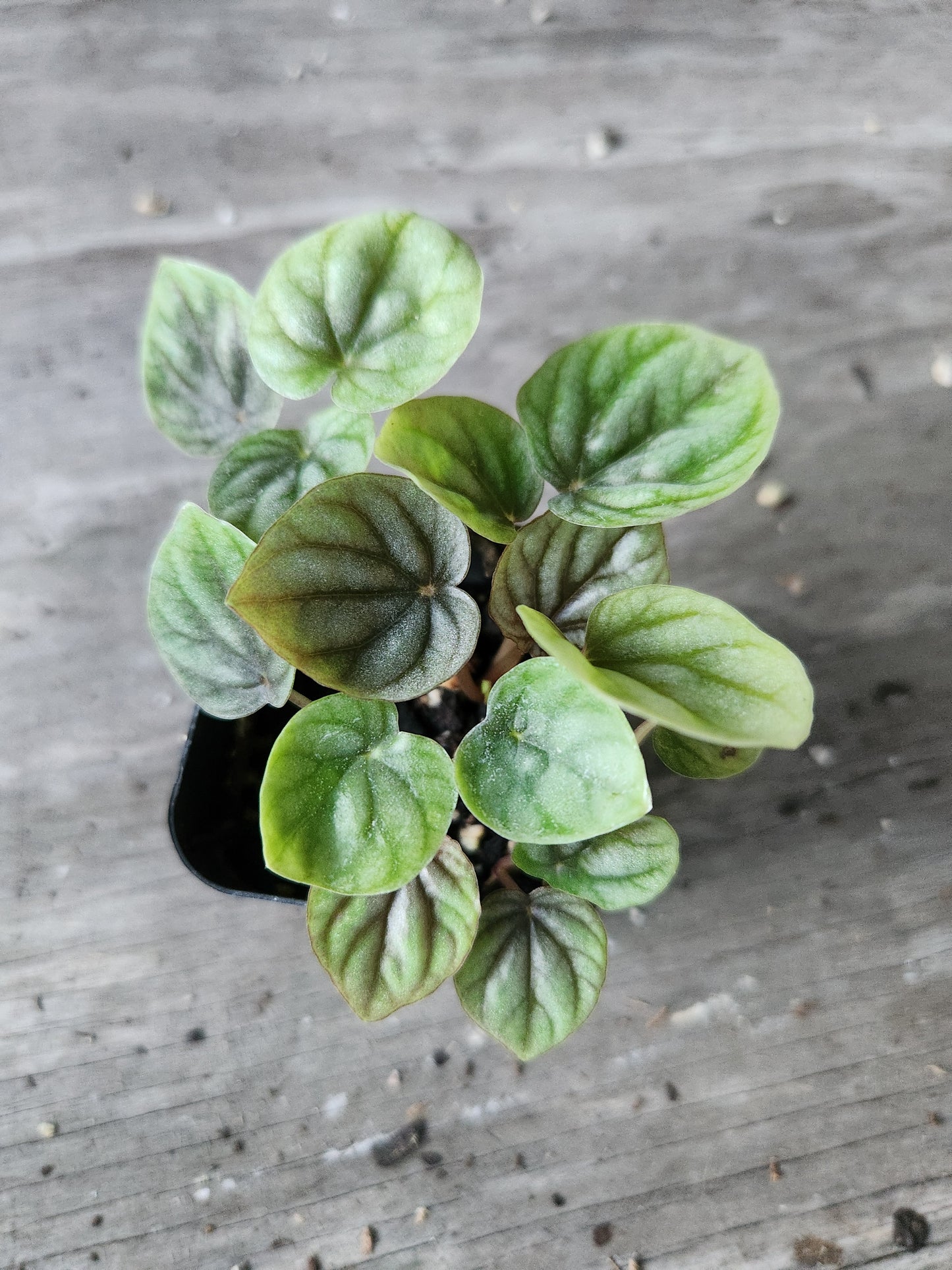 Ultimate Peperomia Propagation Bundle