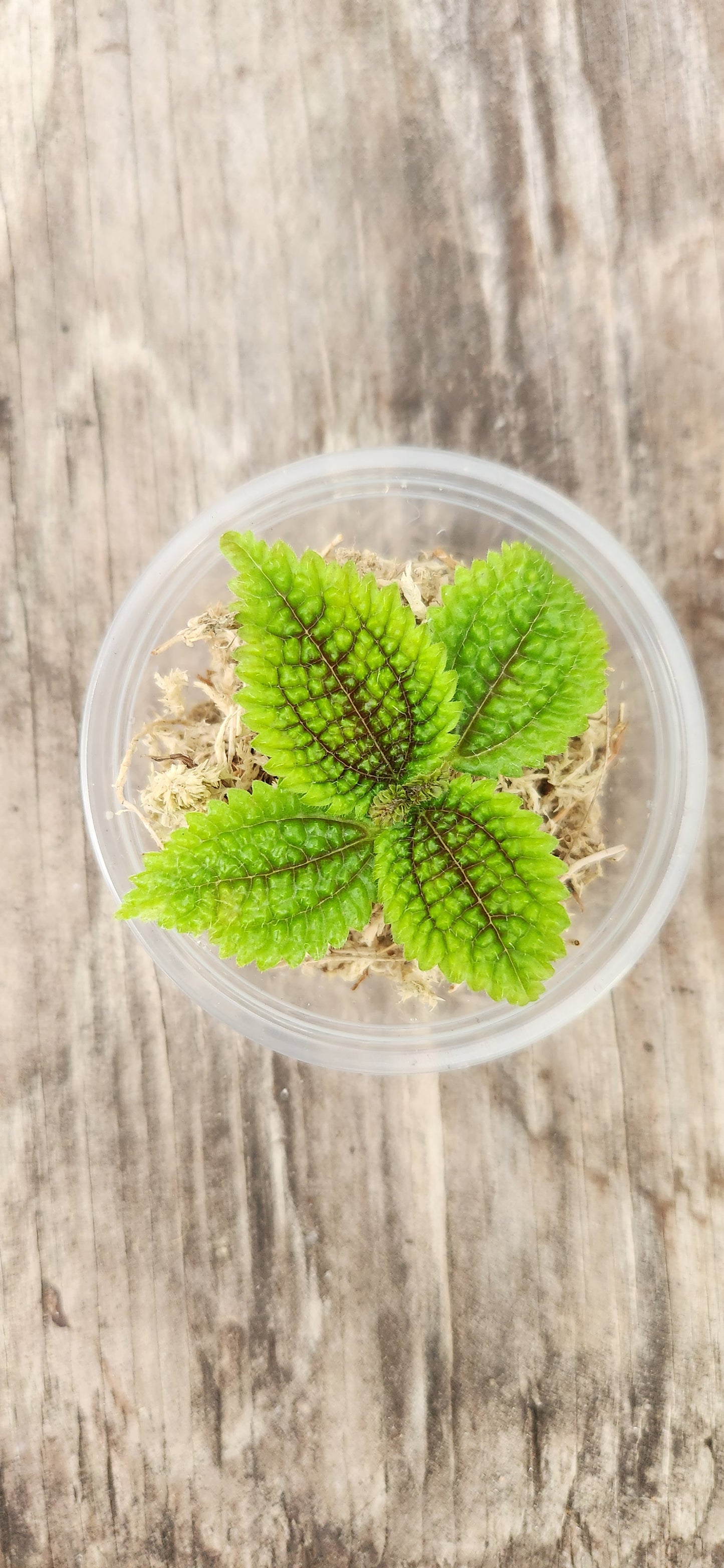 Pilea Moon Valley Propagation Kit