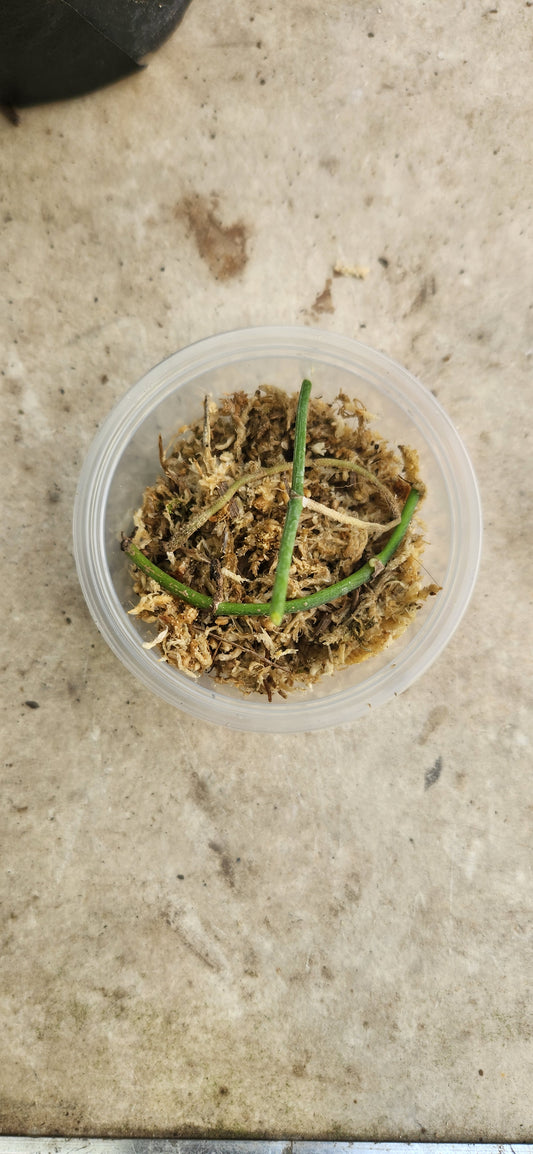 Cebu Blue Ghost Propagation Kit