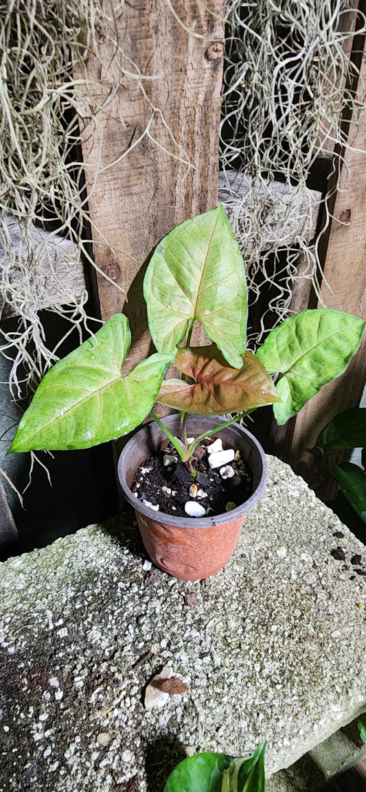 Syngonium Maria