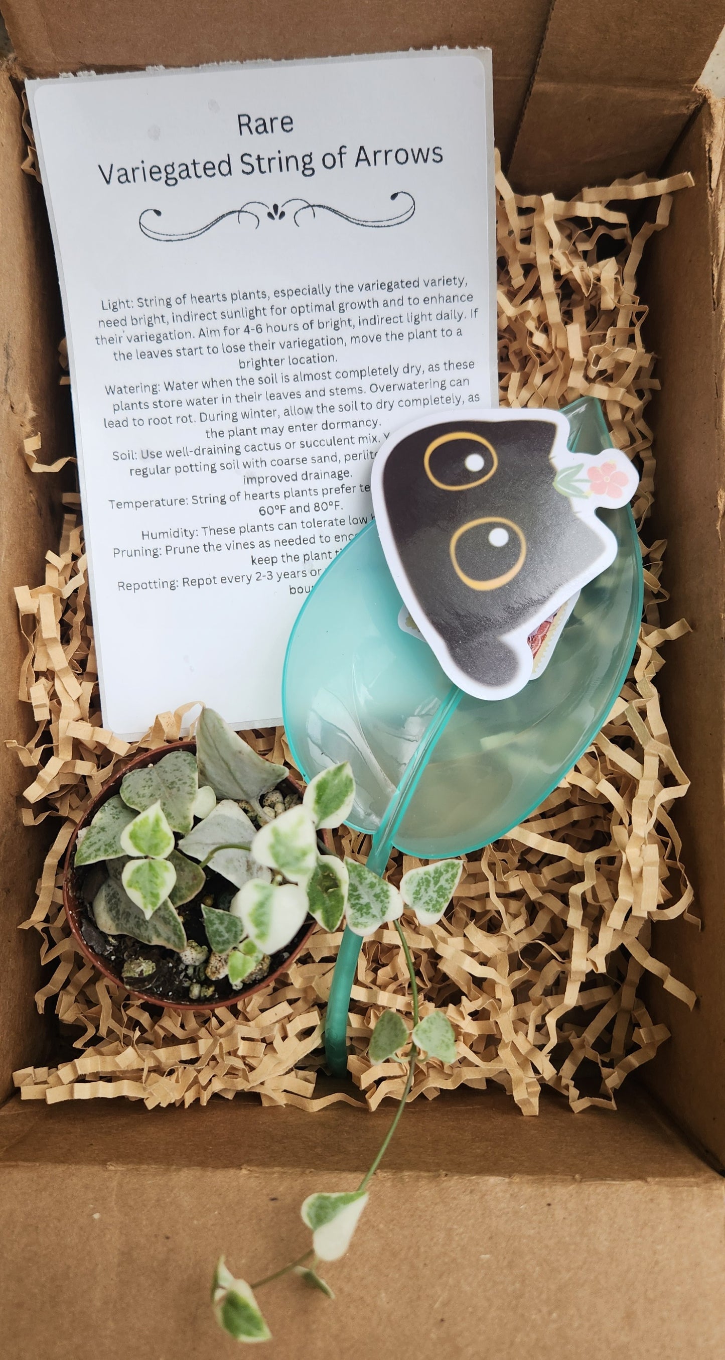 Rare and Rooted Monthly Plant Subscription Box