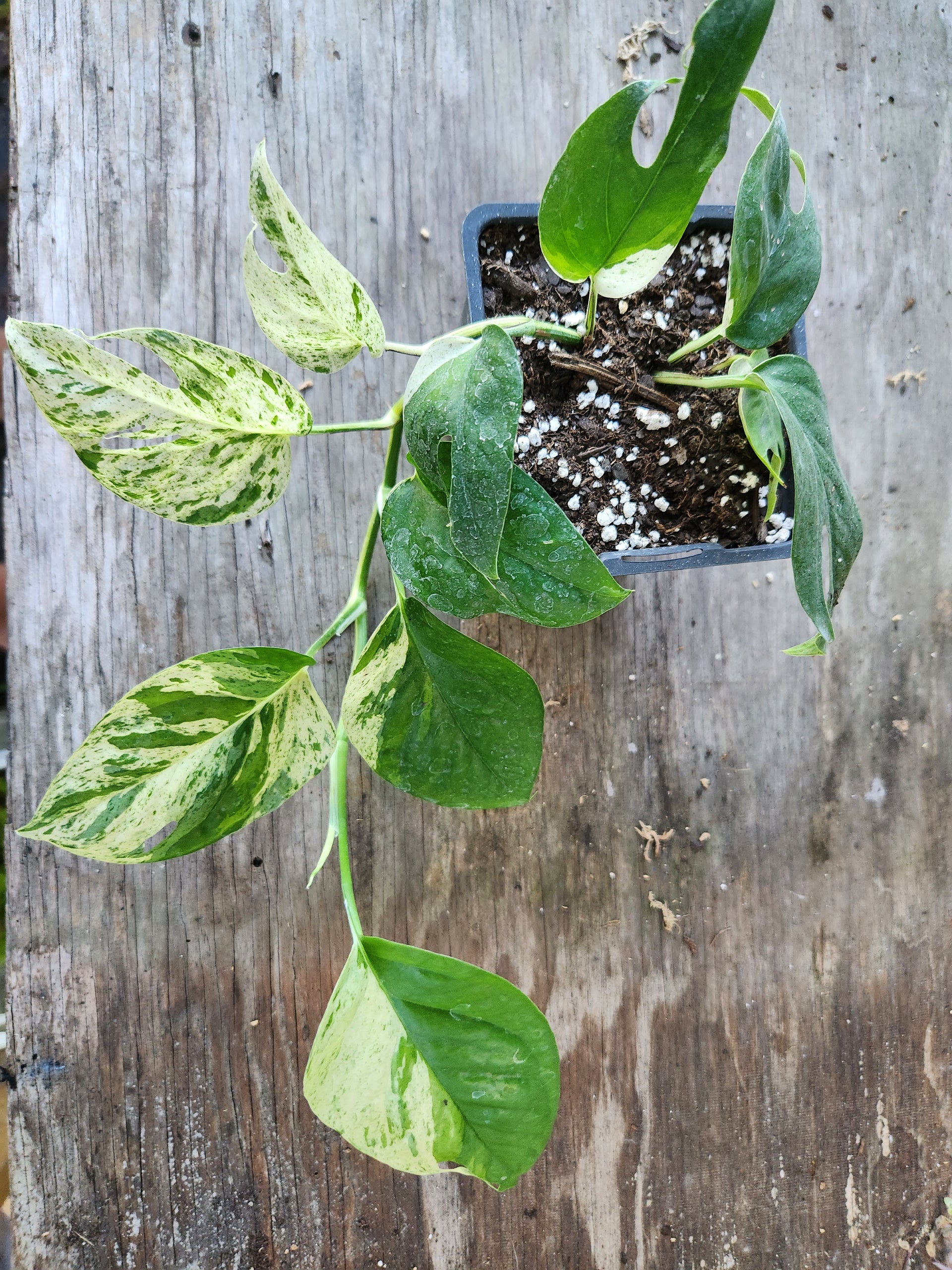 king pothos Epipremnum Pinnatum Marble