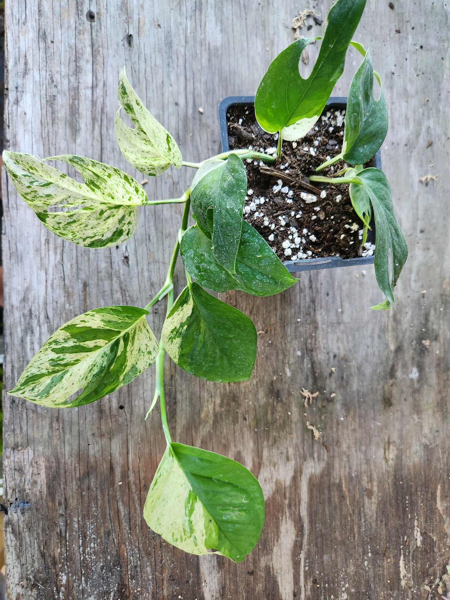 Epipremnum Pinnatum Marble