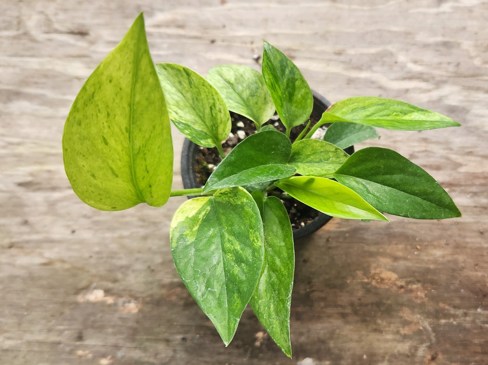 teruno world pothos Washio Green Scratch Pothos Single Node Propagation Kit