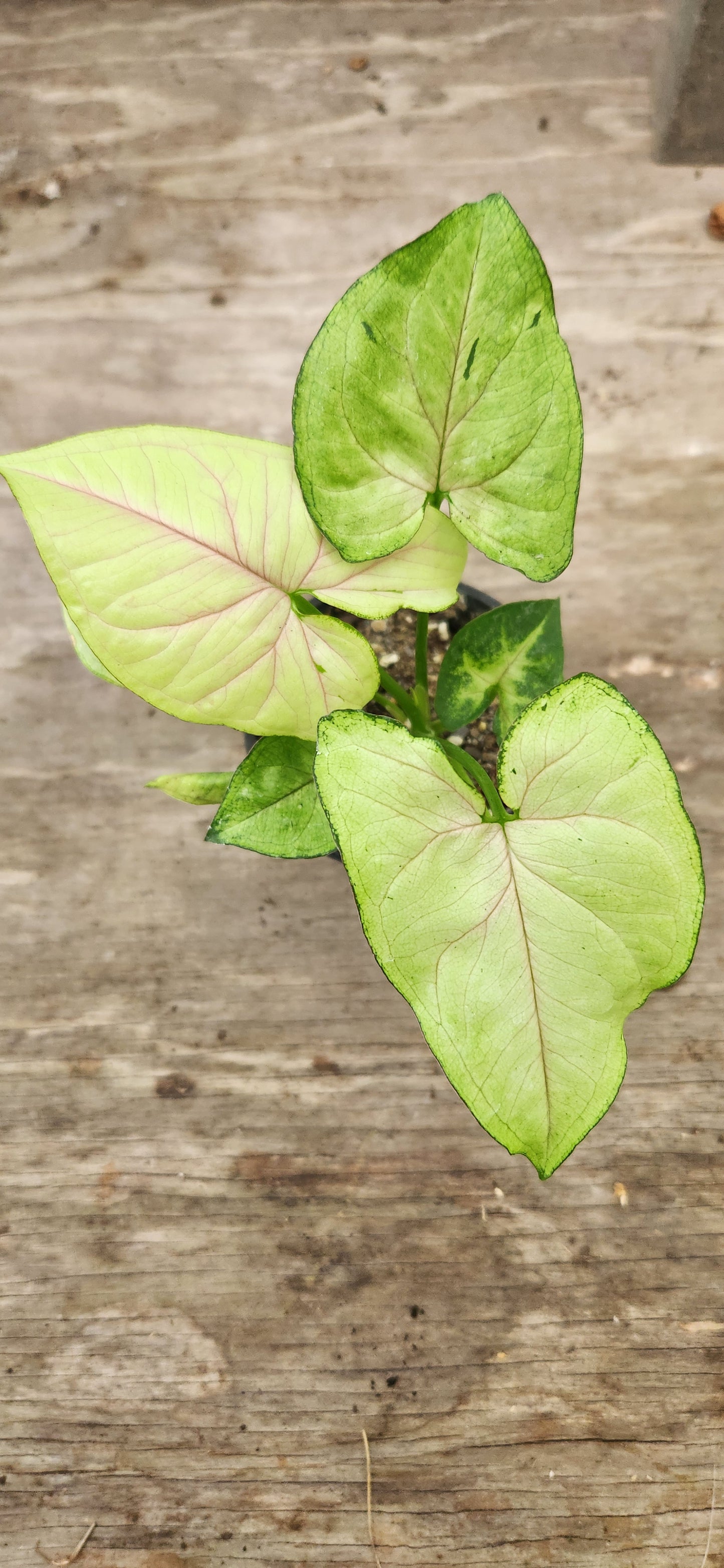 Syngonium Matcha Sprinkles