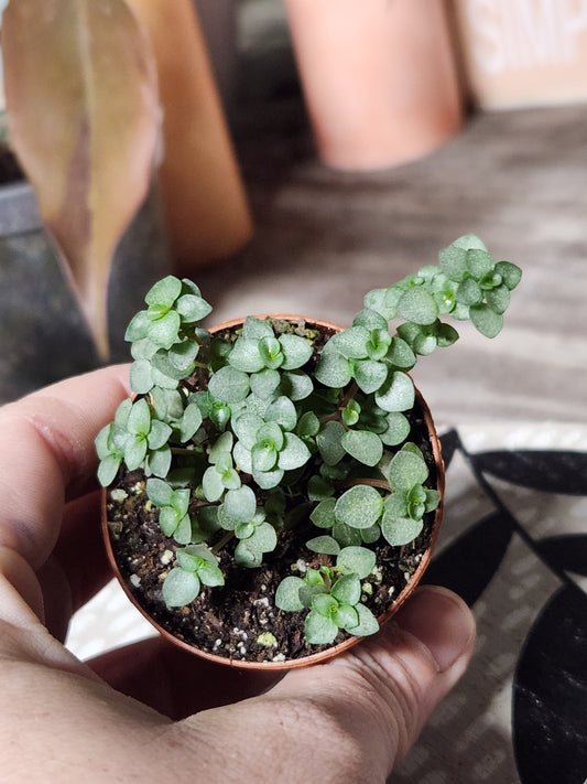 Silver Sparkles "Pilea Glauca"