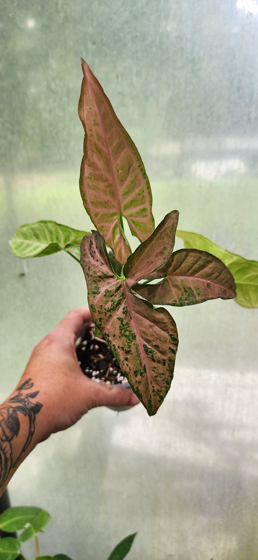Syngonium Pink Flecked