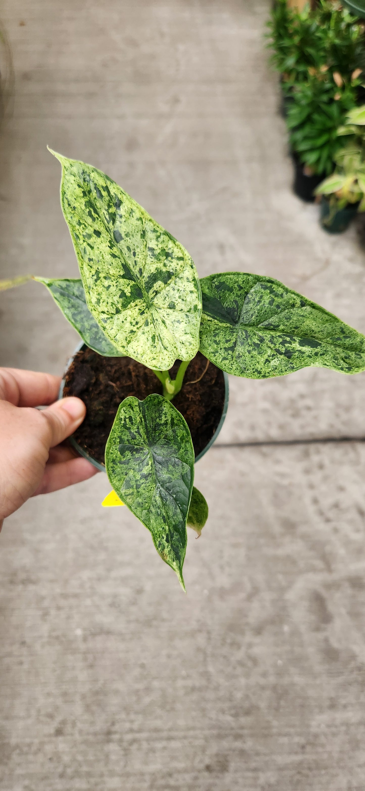 Variegated Dragonscale Mint Alocasia