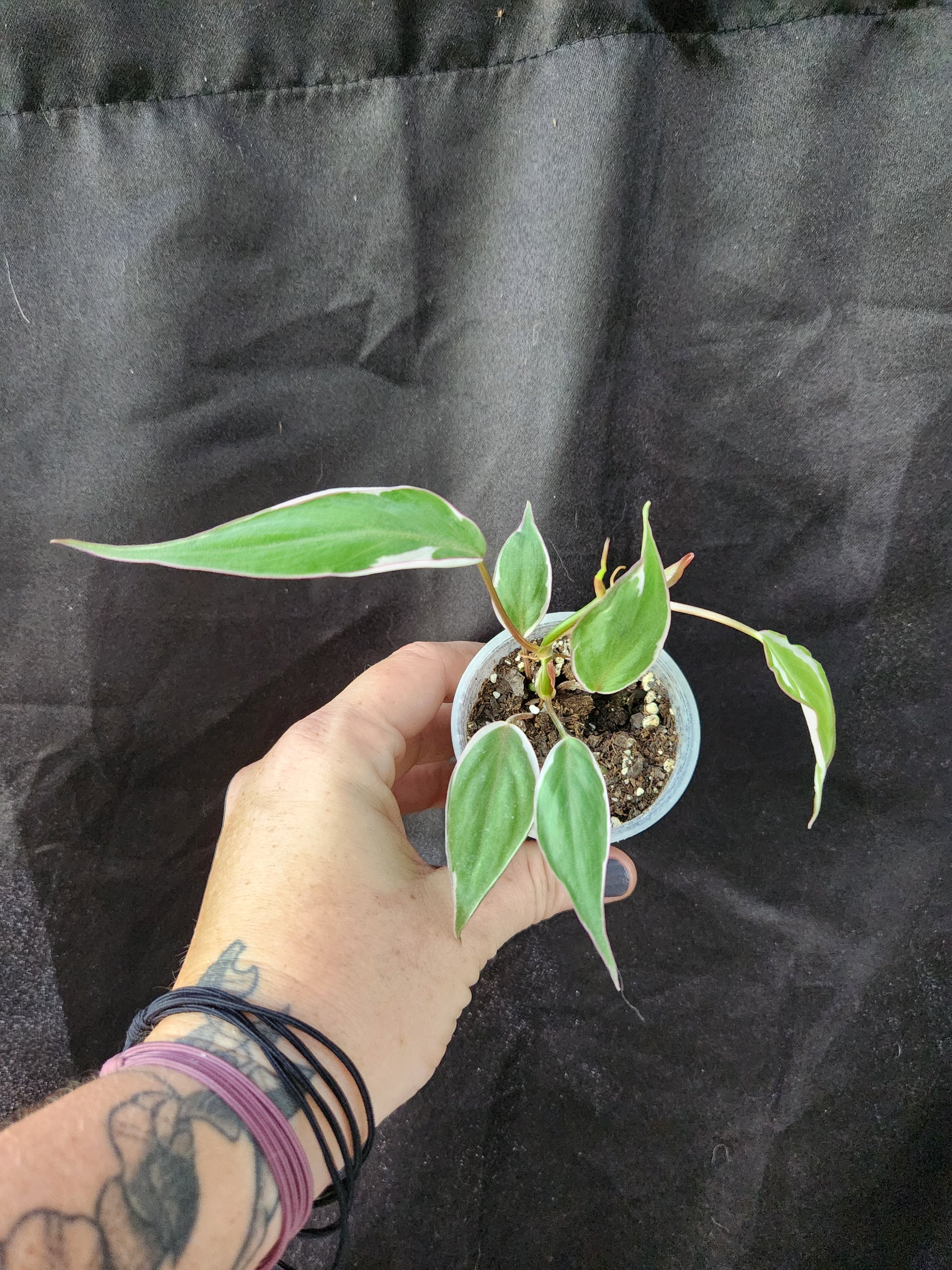 philodendron halo micans Philodendron Velvet Halo Mican – Blackwood Botanical