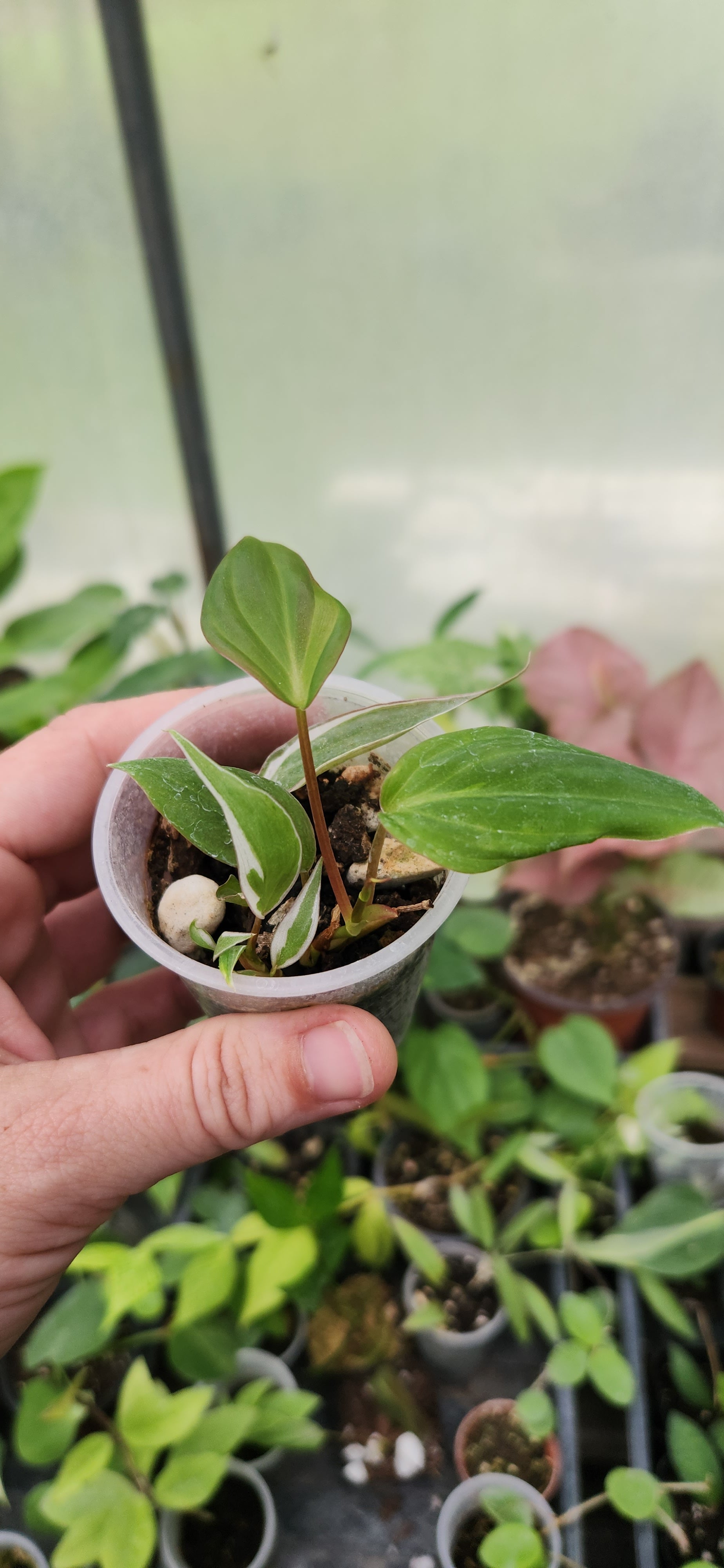 Philodendron Velvet Halo Mican