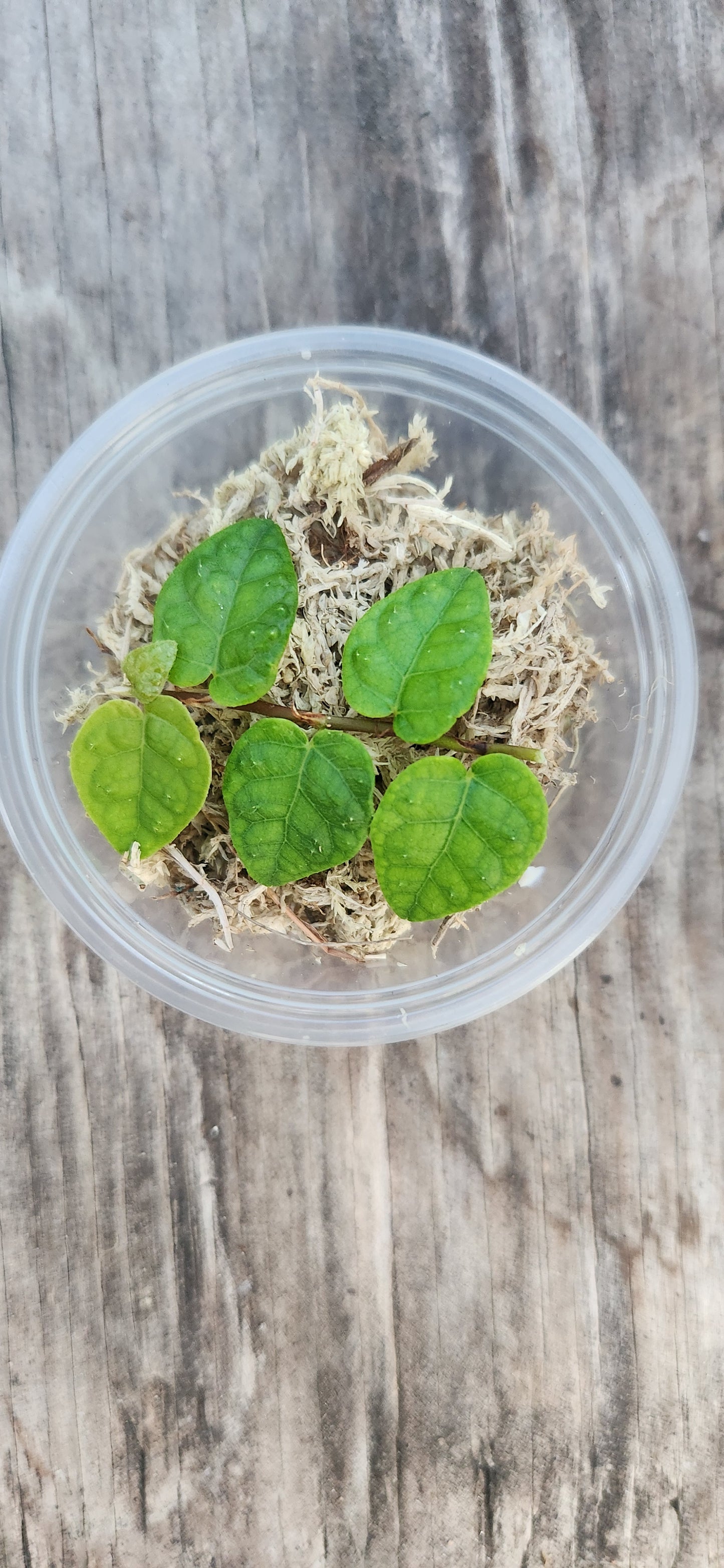 Creeping Fig Propagation Kit