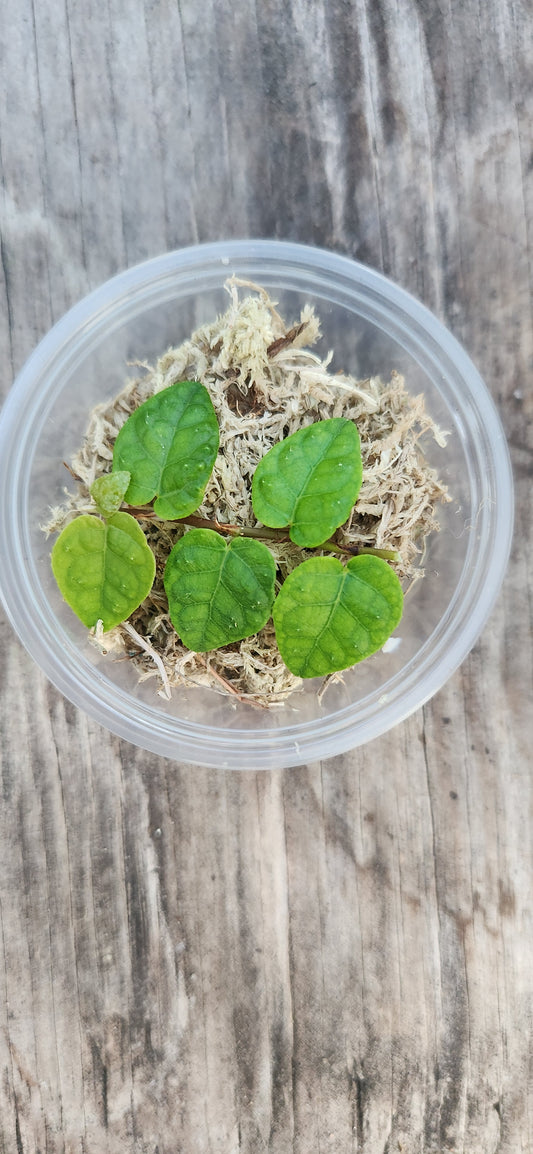 Creeping Fig Propagation Kit
