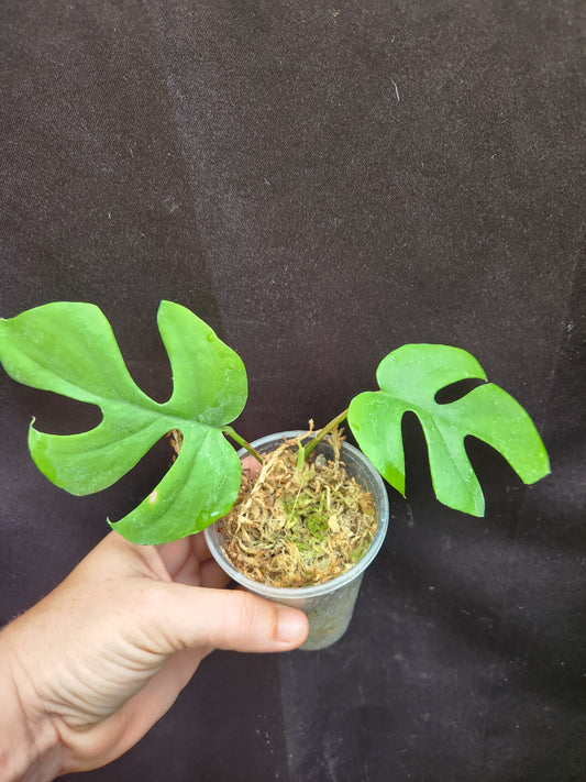 Rhaphidophora Tetrasperma "Mini Monstera"