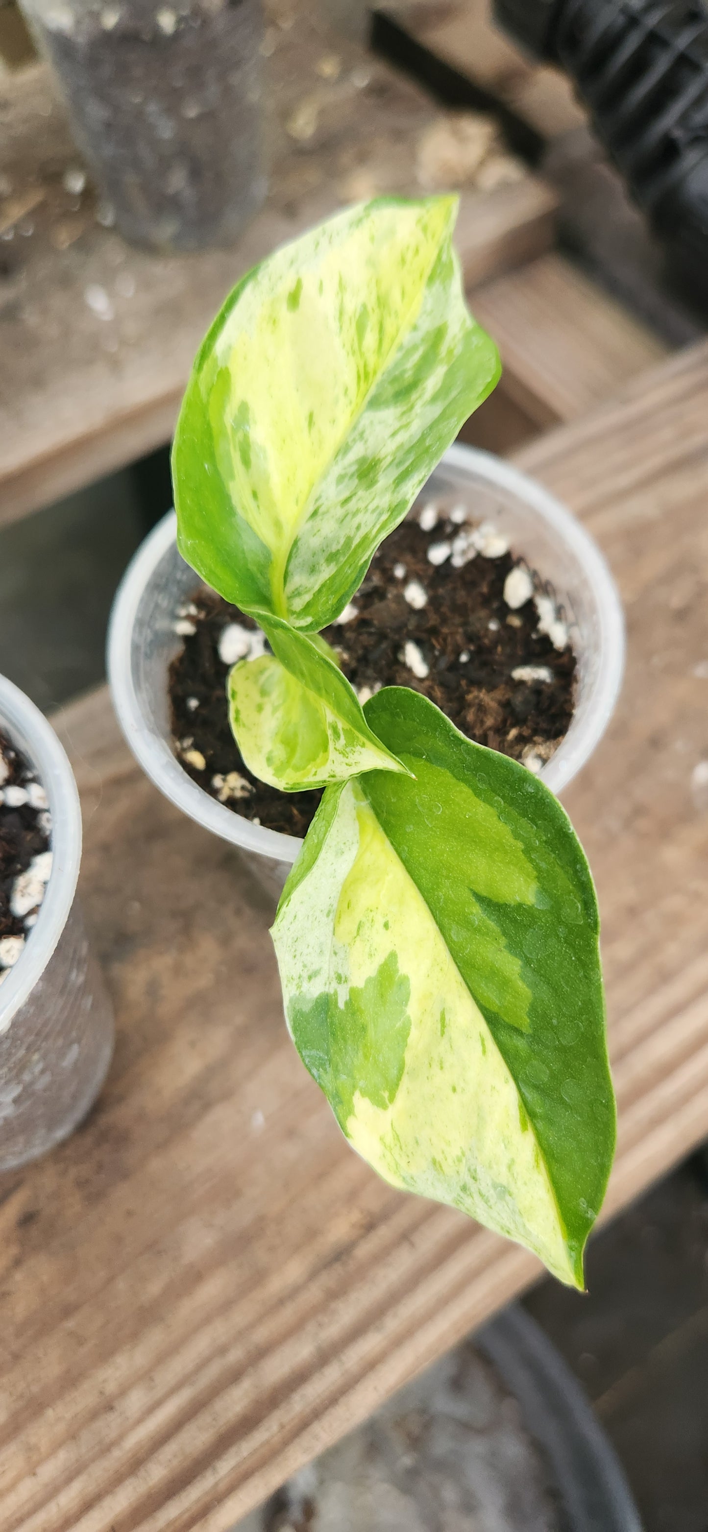 Teruno Japanese Global Pothos