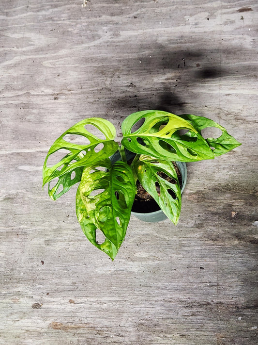 Monstera Adansonii Aurea