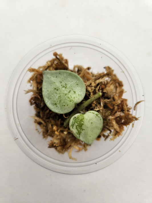 Hoya Krohniana Super Silver Propagation Kit