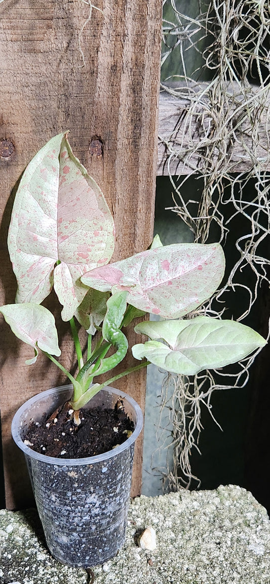 Syngonium Confetti