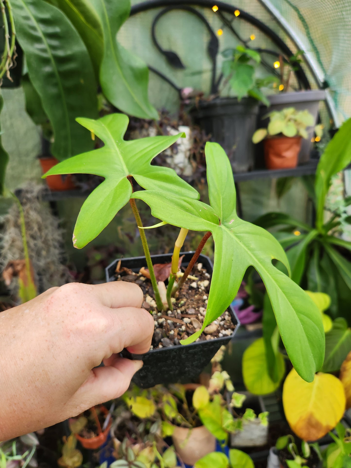 Philodendron Florida Ghost Mint