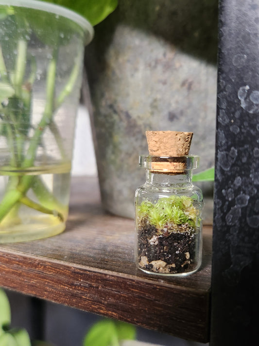 Miniature Mossarium