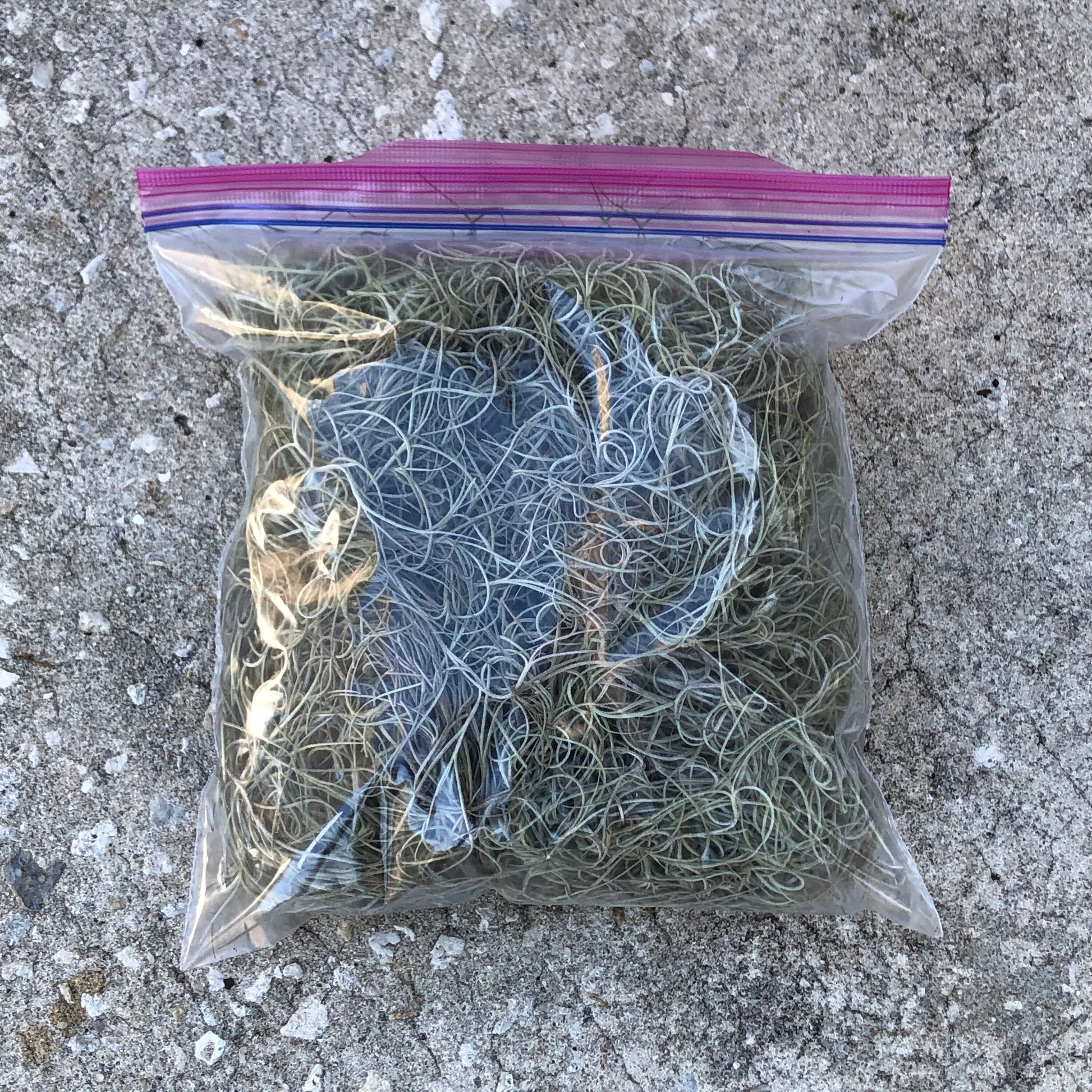  Spanish Moss for Potted Plants, 1 Gallon Bag